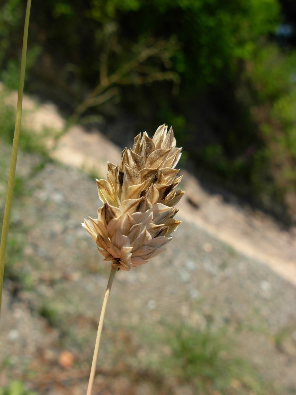 Phalaris canariensis L.